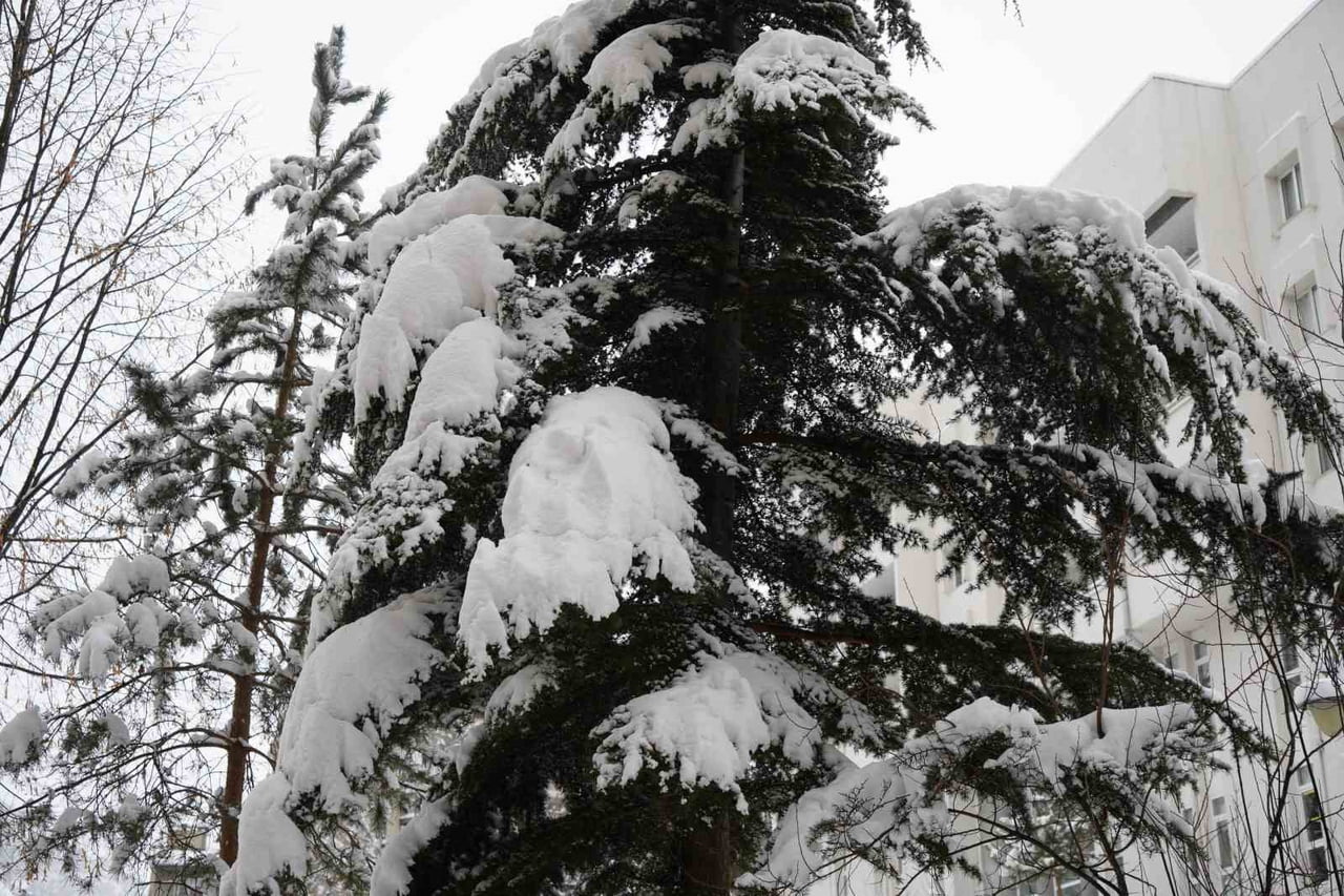 GÜMÜŞHANE’DE DÜN GECE ETKİSİNİ GÖSTEREN KAR YAĞIŞIYLA BİRLİKTE KENT MERKEZİNDE KAR KALINLIĞI 30...