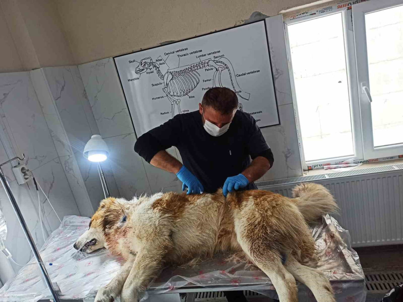 HAKKARİ BELEDİYESİ VETERİNER İŞLERİ MÜDÜRLÜĞÜ EKİPLERİ, GELEN İHBAR ÜZERİNE HEMEN HAREKETE GEÇEREK...