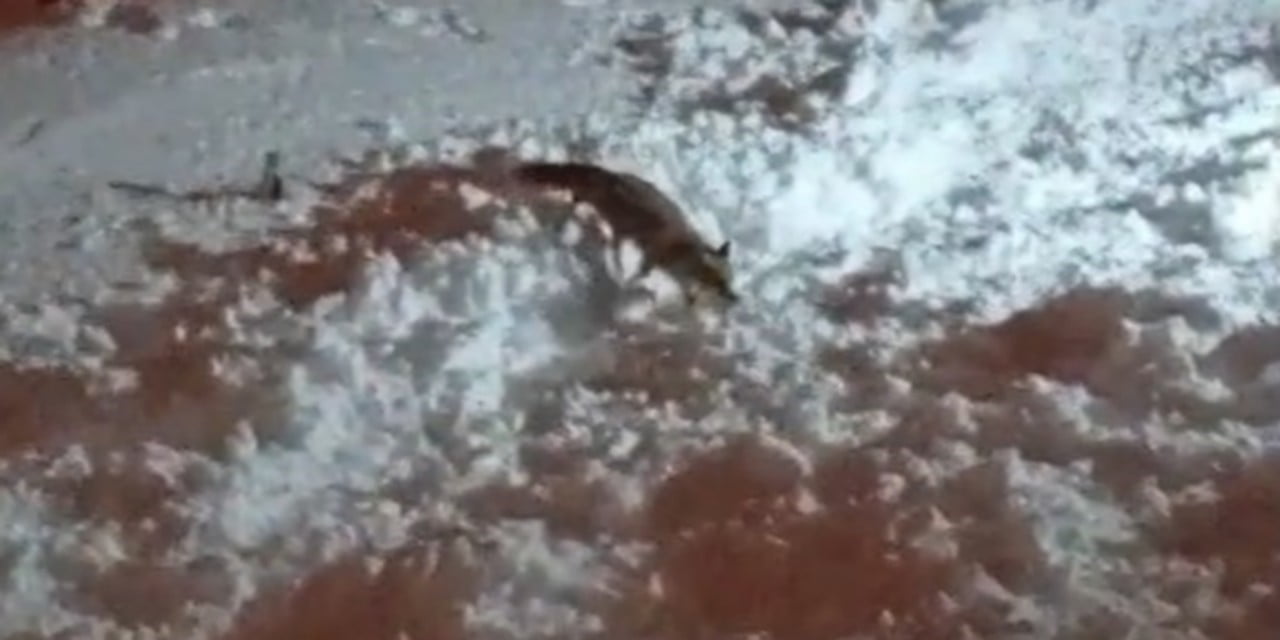 HAKKARİ’DE ETKİLİ OLAN YOĞUN KAR YAĞIŞI VE DONDURUCU SOĞUKLAR YABAN HAYATINI OLUMSUZ ETKİLEMEYE...