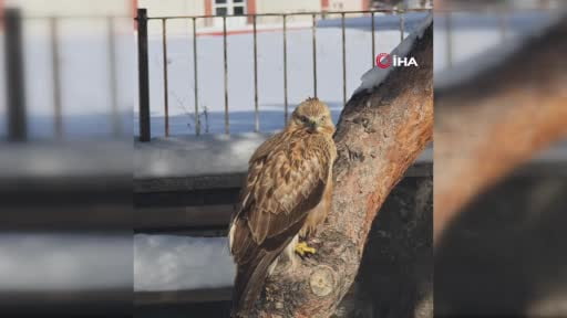 Hareketsiz gördükleri kızıl şahini DKMP ekiplerine teslim ettiler