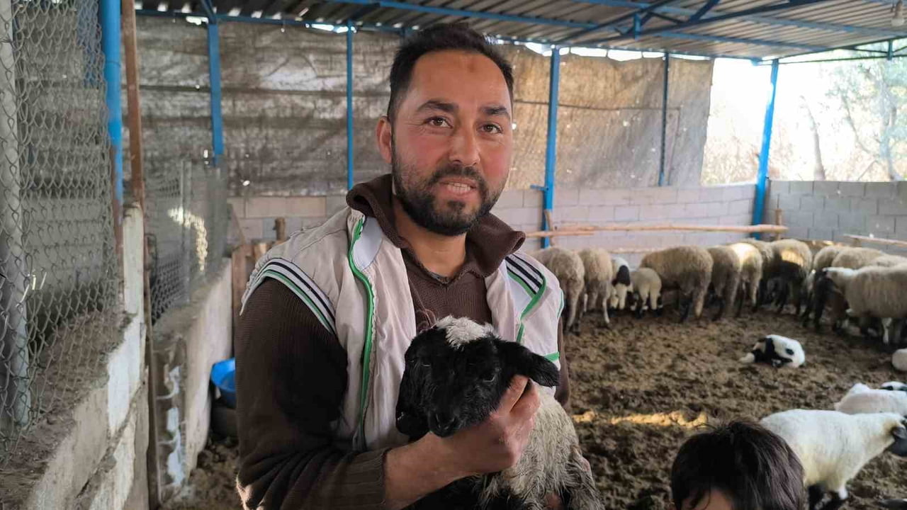 HATAY’DA ÇİFT BAŞLI OLARAK DÜNYAYA GELEN KUZU, YAŞAMA TUTUNDU. KUZUNUN 2 KAFASI, 2 AĞZI VE 4 GÖZÜ...