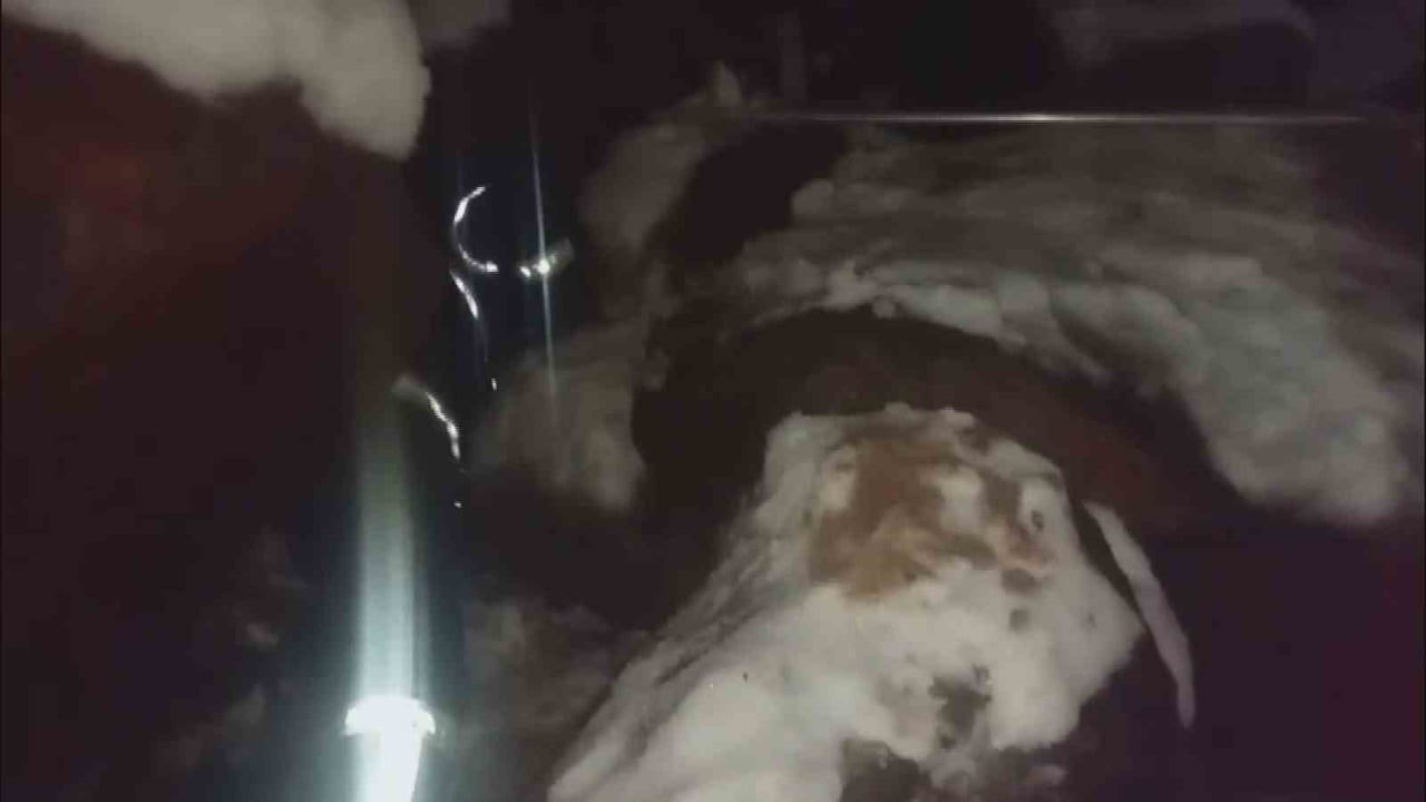 HATAY’DA DONDURUCU SOĞUKTA KARLA KAPLI KAYALARIN ALTINDA MAHSUR KALAN YAVRU KÖPEKLER İTFAİYE...