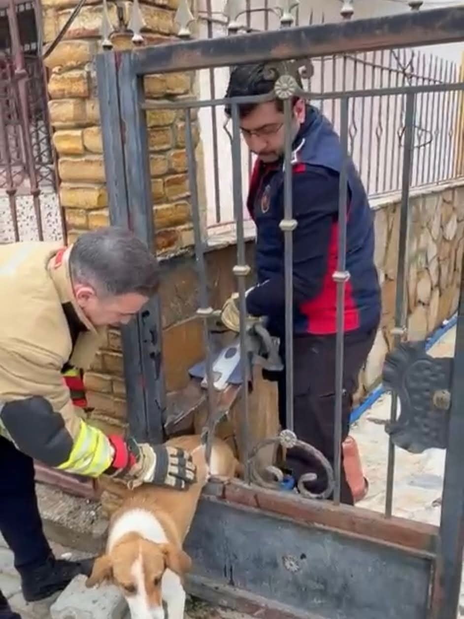 HATAY’IN SAMANDAĞ İLÇESİNDE DEMİR KORKULUKLARA SIKIŞARAK MAHSUR KALAN KÖPEK, İTFAİYE EKİPLERİ...