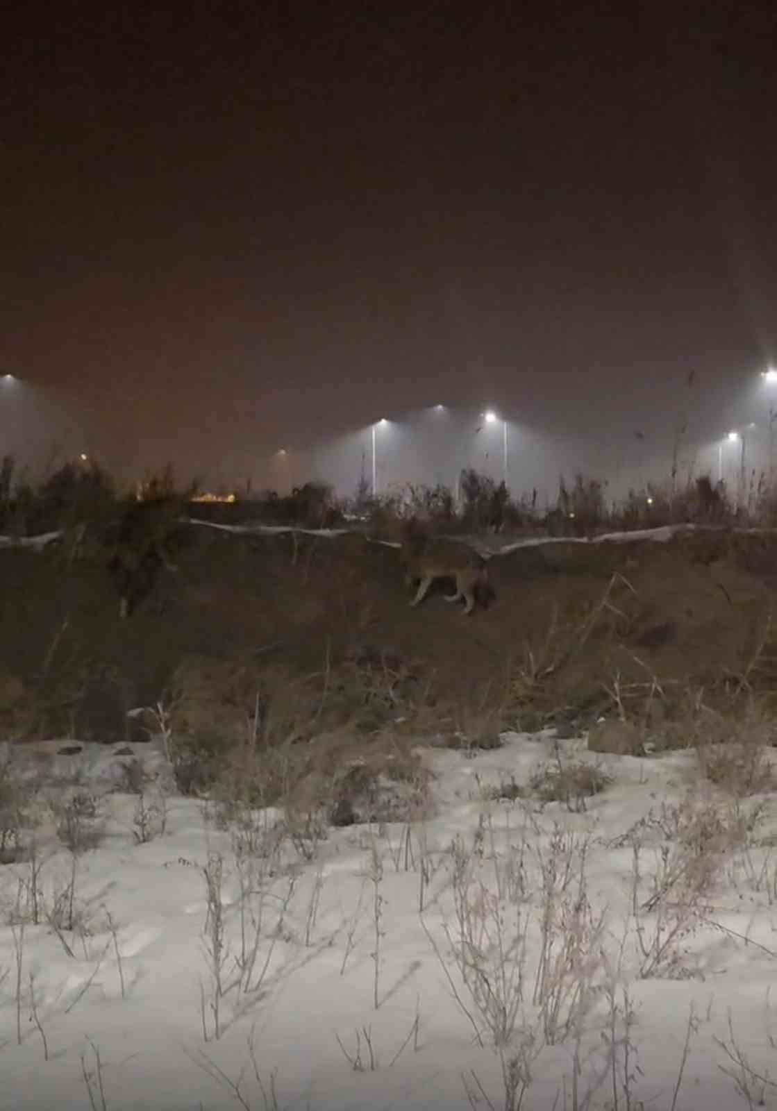 IĞDIR’DA KURTLAR YERLEŞİM YERLERİNE İNDİ