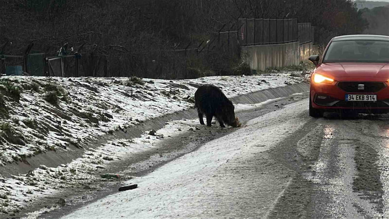 İSTANBUL’DA DOĞADA YİYECEK BULMAKTA ZORLANAN YABANİ BİR DOMUZ HASDAL-KEMERBURGAZ YOLUNA İNDİ....