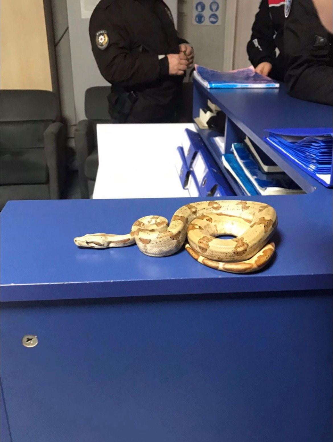 İZMİR’İN KARŞIYAKA İLÇESİNDE BİR KAFEDE ELİNDE YILANLA DOLAŞAN ŞAHIS, POLİS VE BEKÇİ EKİPLERİNİN...