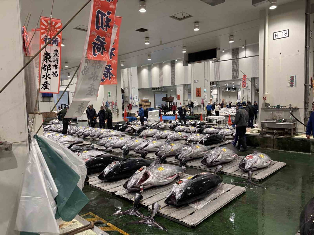 JAPONYA'DAKİ TOYOSU BALIK HALİ’NDE DÜZENLENEN GELENEKSEL YENİ YIL MEZATINDA 243 KİLOGRAMLIK BİR...