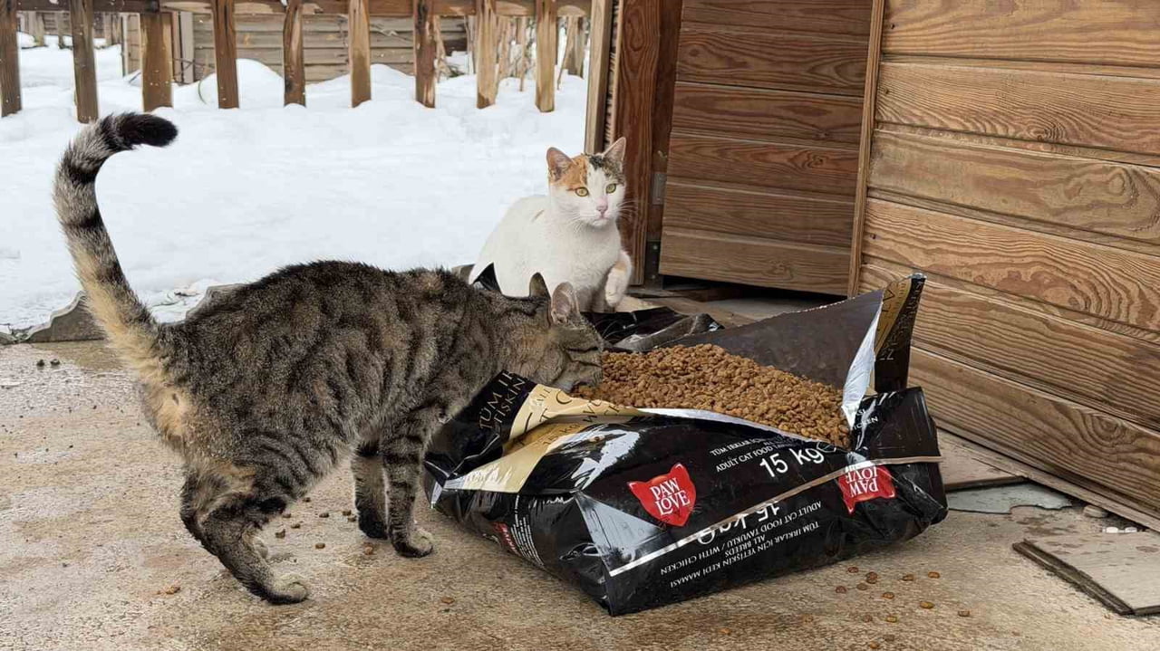 KAHRAMANMARAŞ BÜYÜKŞEHİR BELEDİYESİ, OLUMSUZ HAVA KOŞULLARINDA YİYECEK BULMAKTA ZORLANAN SOKAK...