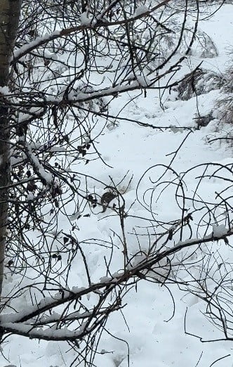 KAR KALINLIĞININ YER YER 145 SANTİMETREYİ AŞTIĞI TUNCELİ’DE, NESLİ TÜKENME TEHLİKESİ İLE KARŞI...