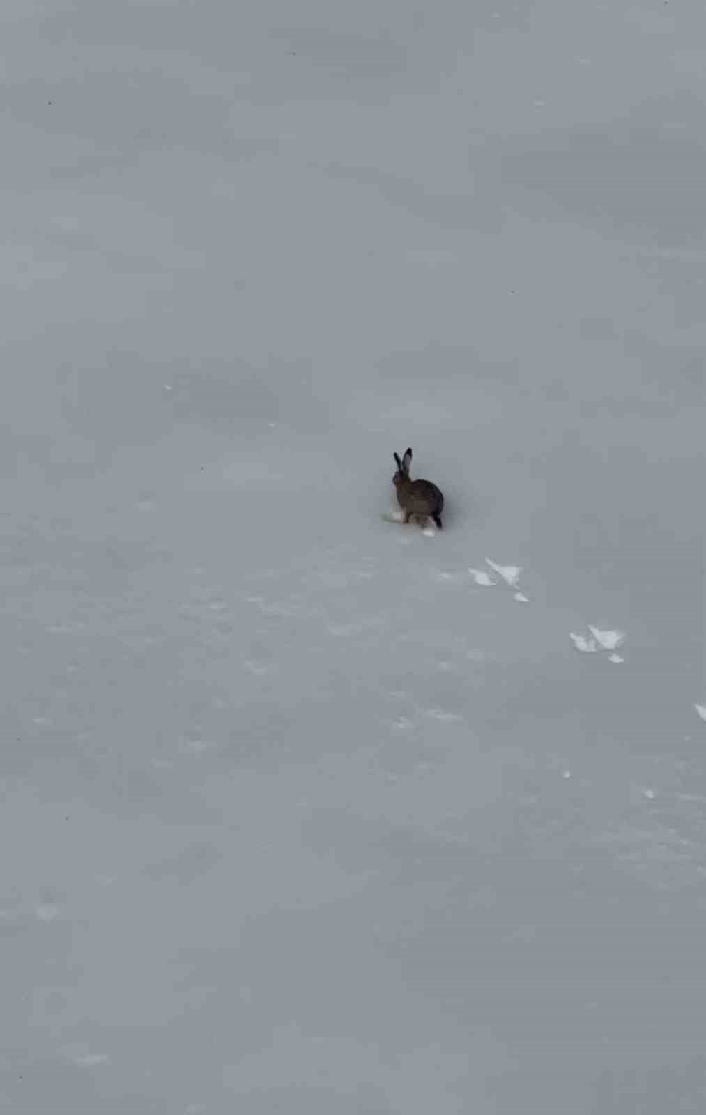 KARABÜK’TE KELTEPE KAYAK MERKEZİ’NDE KAR ÜZERİNDE KOŞAN BİR YABAN TAVŞANI, BİR VATANDAŞ TARAFINDAN...