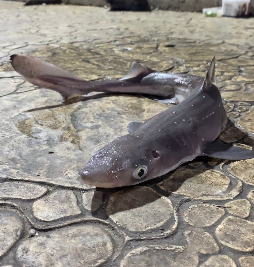 KARADENİZ’DE POPÜLASYONU HER GEÇEN GÜN ARTMAKTA OLAN CAMGÖZ KÖPEKBALIĞI TÜRÜ GİRESUN’DA AĞLARDAN...