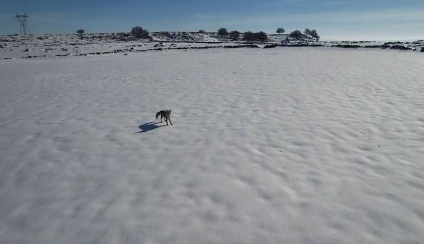 KARDA KOMİK KOVALAMACA: TİLKİ İLE DRONUN EĞLENCELİ MÜCADELESİ KAMERADA