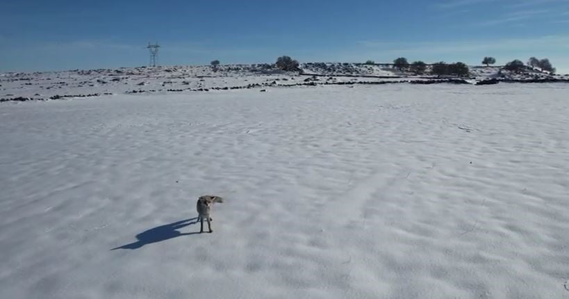 KARDA KOMİK KOVALAMACA: TİLKİ İLE DRONUN EĞLENCELİ MÜCADELESİ KAMERADA