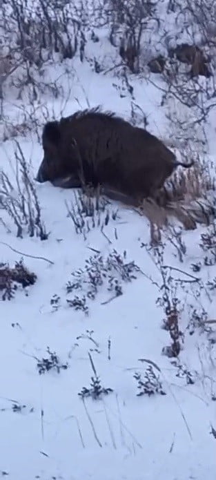 KARS'TA KIŞ ŞARTLARINDA YİYECEK BULMAKTA ZORLANAN YABAN DOMUZUNUN KARA YOLUNDA İLERLEDİĞİ ANLAR...