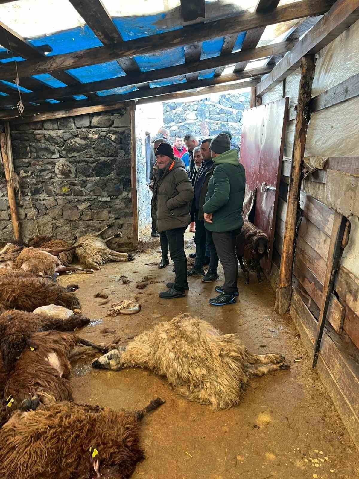 KARS’TA AĞILA GİREN AÇ KURTLAR 130 KOYUNU TELEF ETTİ.