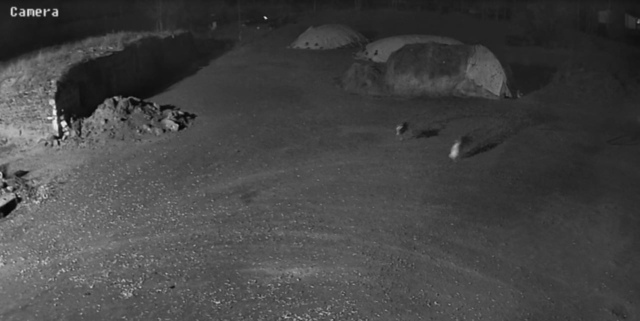 KARS’TA YERLEŞİM YERİNE GELEN AÇ KALAN KURTLAR, SAMANLIKTA UYUYAN KÖPEĞİ KAPTIĞI GİBİ GÖTÜRDÜ. O...