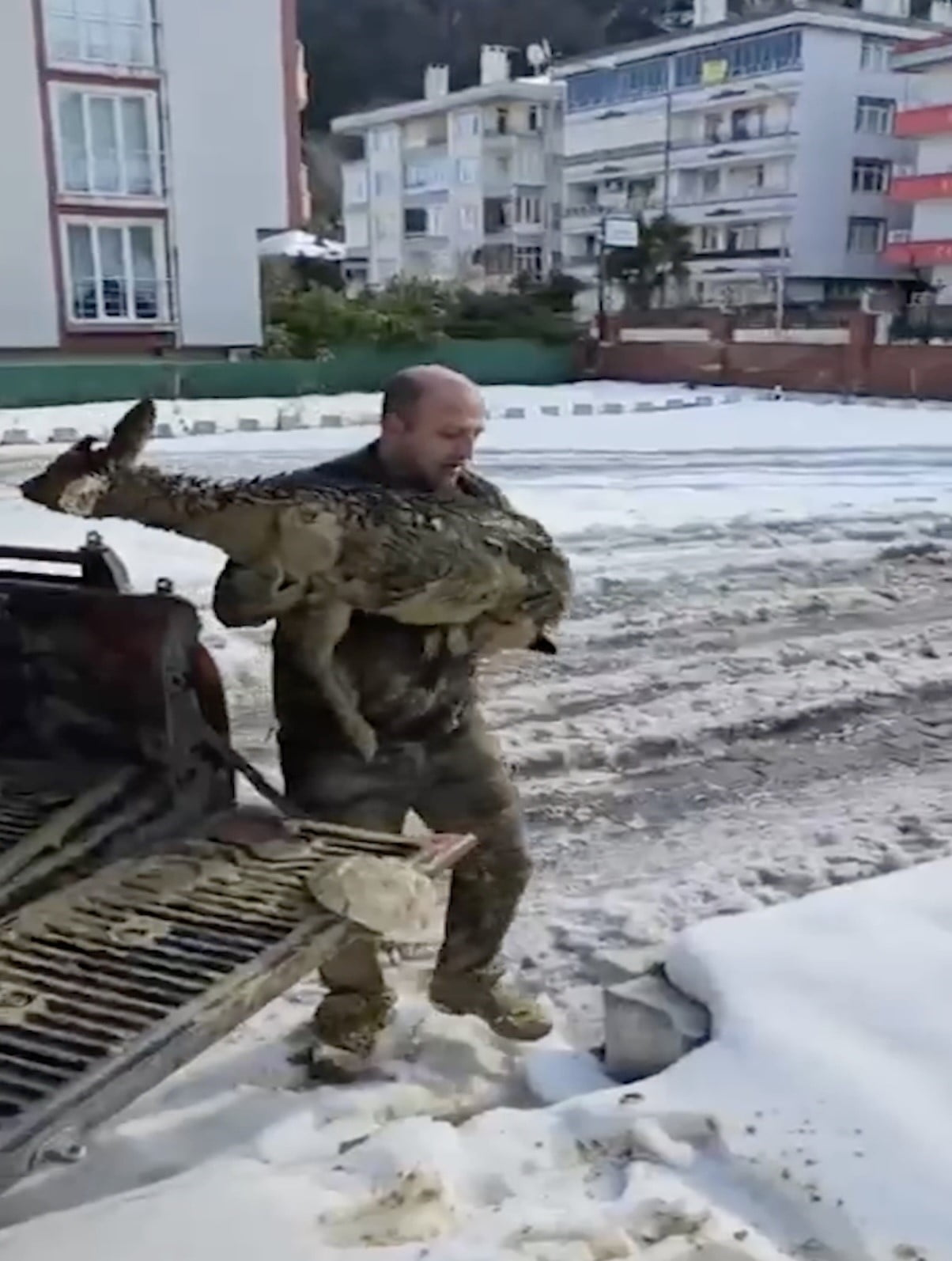 KASTAMONU’NUN ABANA İLÇESİNDE UÇURUMDAN DÜŞEREK ÇAMURA SAPLANAN KARACA, ORMAN EKİPLERİ TARAFINDAN...