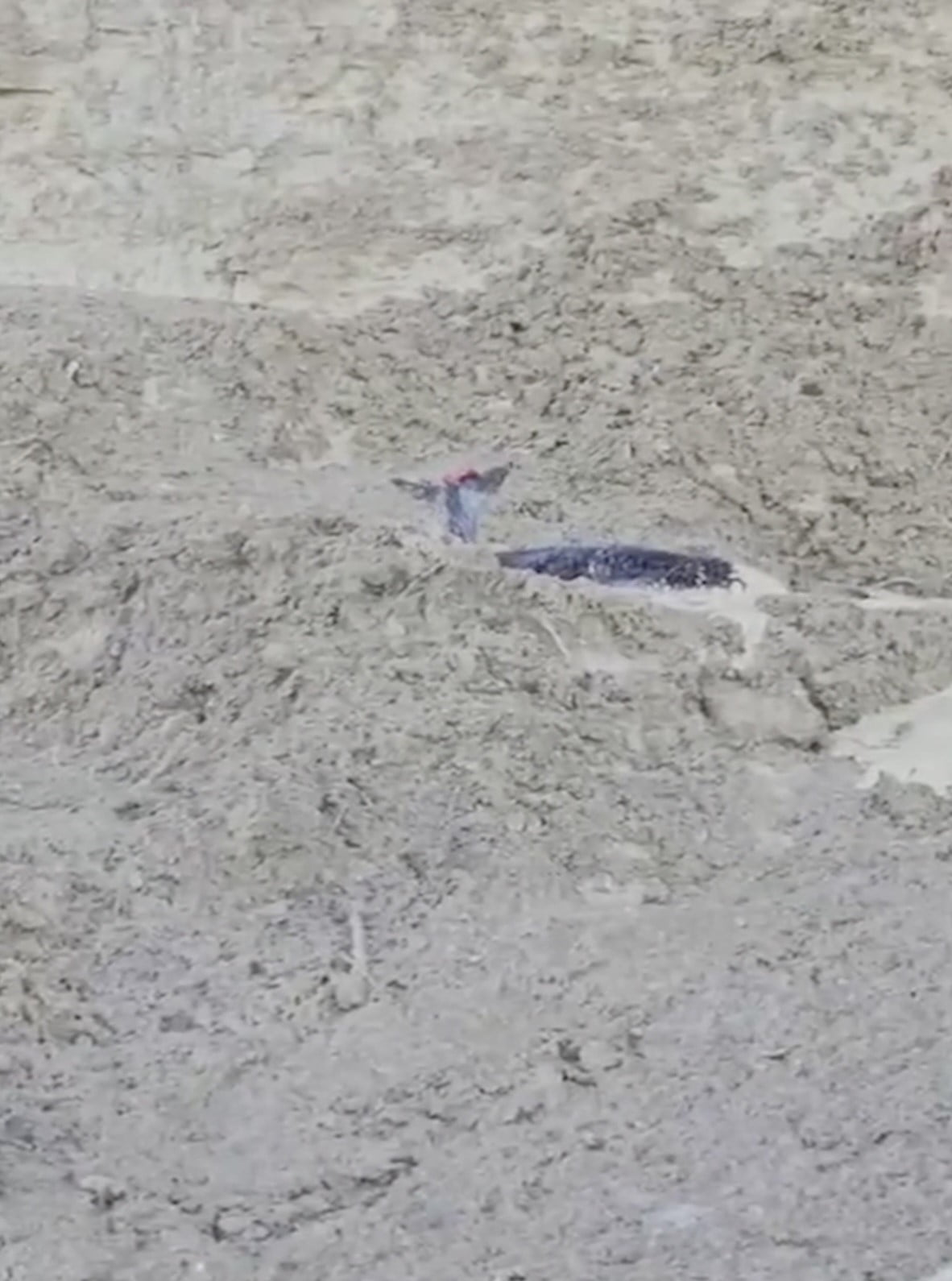 KASTAMONU’NUN ABANA İLÇESİNDE UÇURUMDAN DÜŞEREK ÇAMURA SAPLANAN KARACA, ORMAN EKİPLERİ TARAFINDAN...