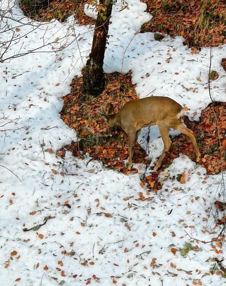 KASTAMONU’NUN ŞENPAZAR İLÇESİNDE KAR YAĞIŞI SONRASI BEYAZ ÖRTÜYLE KAPLANAN ORMANLIK ALANDA YİYECEK...