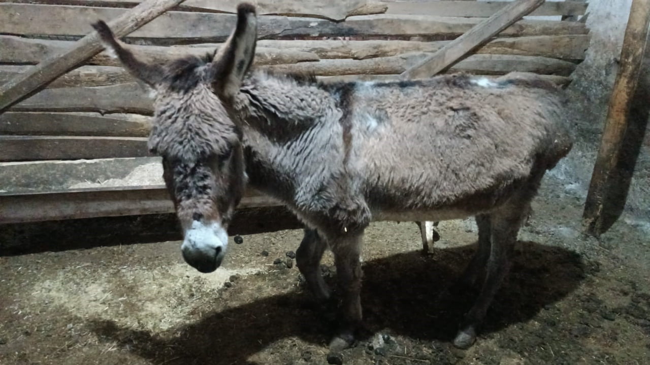KIRŞEHİR’İN SIDIKLI DARBOĞAZ KÖYÜNDE YOL KENARINDA AYAĞI KIRILMIŞ HALDE BULUNAN YARALI MERKEP...