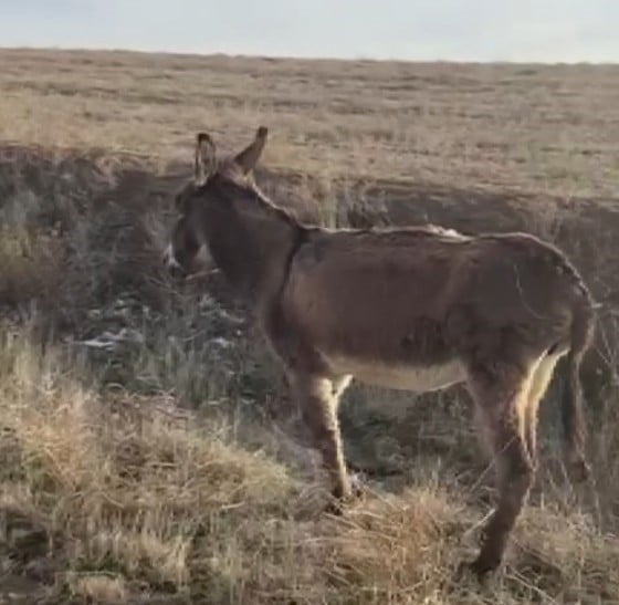 KIRŞEHİR’İN SIDIKLI DARBOĞAZ KÖYÜNDE YOL KENARINDA AYAĞI KIRILMIŞ HALDE BULUNAN YARALI MERKEP...