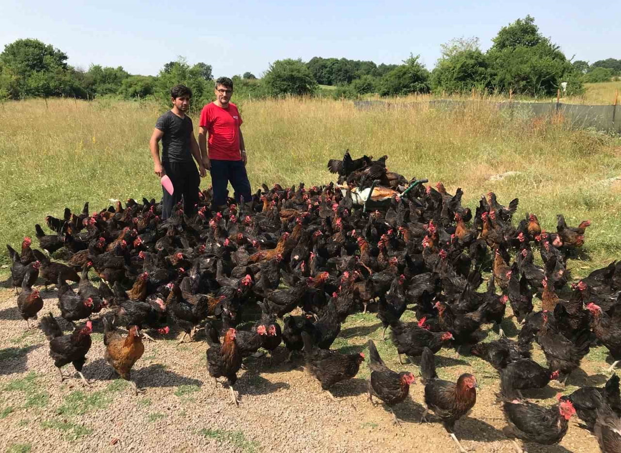 KOCAELİ'DE YÜZDE 50 HİBELİ TARIMSAL VE HAYVANSAL DESTEK PROJELERİ KAPSAMINDA YEM BİTKİSİ TOHUMU...