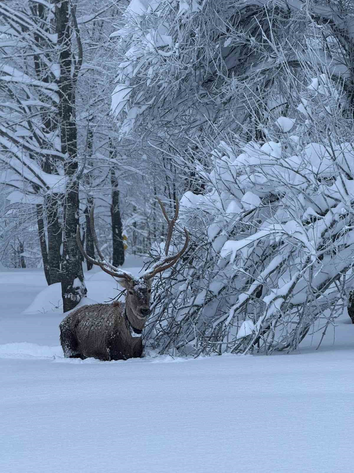 KOCAELİ'NİN KIŞ TURİZMİYLE ÜNLÜ İLÇESİ KARTEPE'DE KIZIL GEYİK GÖRÜNTÜLENDİ.