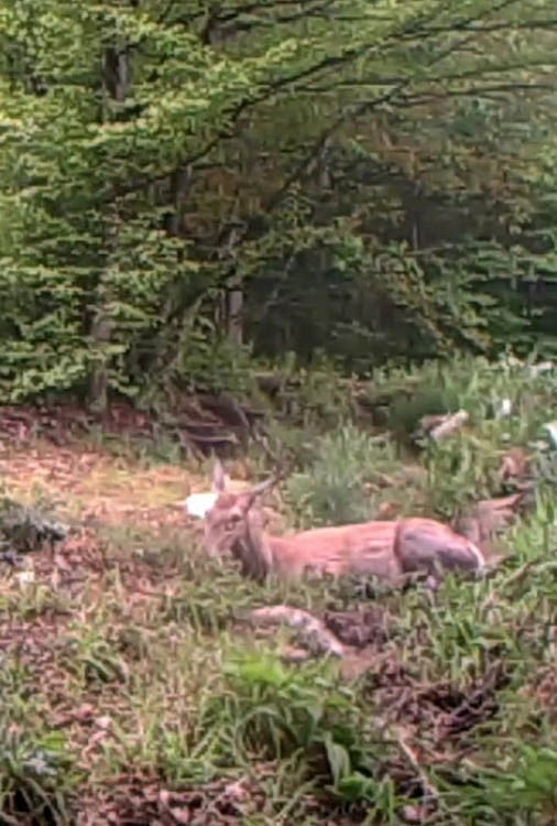 KOCAELİ'NİN ORMANLIK BÖLGELERİNDE YÜRÜTÜLEN YABAN HAYATINI İZLEME ÇALIŞMALARI KAPSAMINDA, BİR...