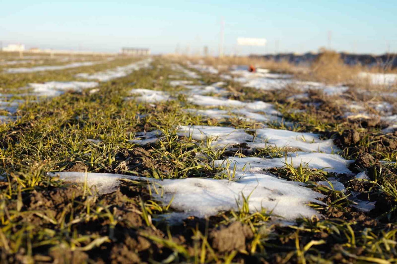 KONYA'DA KAR YAĞIŞLARININ BAZI İLÇELERDE ETKİLİ OLMASINA RAĞMEN ŞEHİR MERKEZİNE YAKIN BÖLGELERDE...