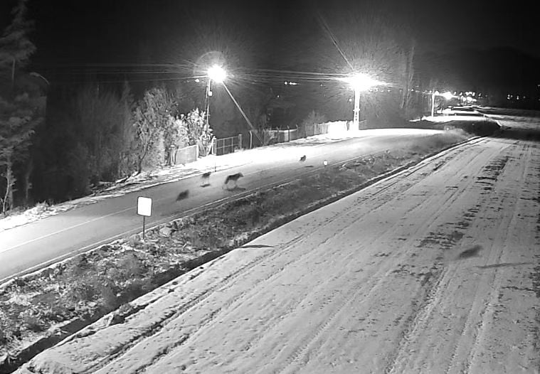 KONYA’NIN EREĞLİ İLÇESİNDE ŞEHİR MERKEZİNE YAKLAŞIK 5 KİLOMETRE UZAKLIKTA GÖRÜLEN KURTLAR...