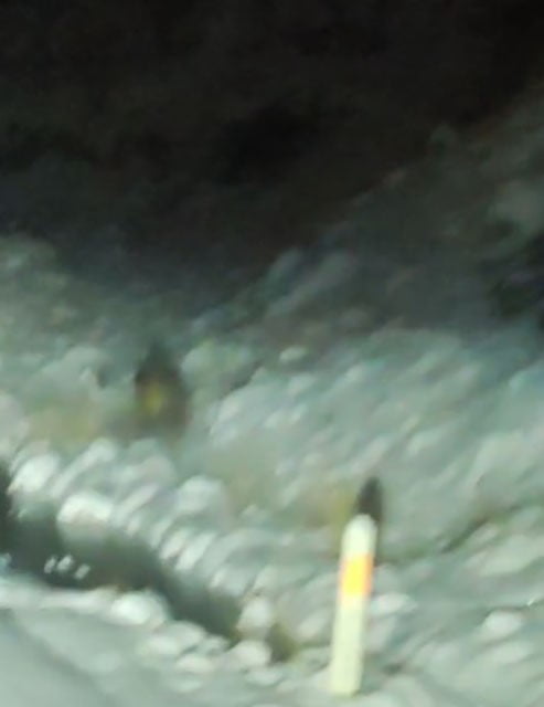 KONYA’NIN HALKAPNIRA İLÇESİNDE YABAN DOMUZ YOLA İNDİ.