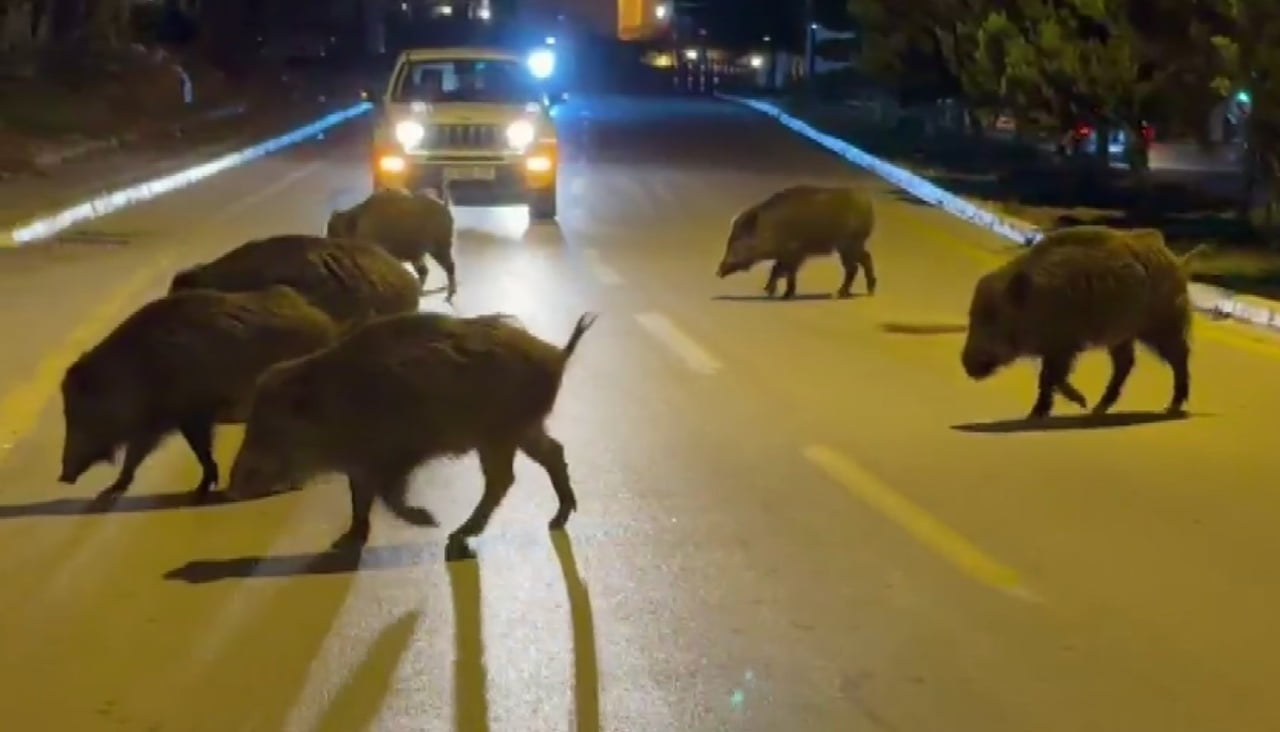 KUŞADASI’NDA DOMUZLAR ŞEHRİ MESKEN TUTTU