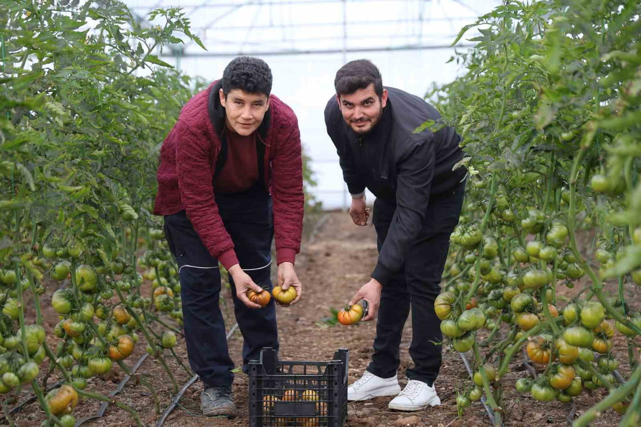 MAHALLE MUHTARININ GENÇLERE ÖNCÜLÜK ETMESİ İLE MAHALLEDE İLK SERALARI KURAN ÇİFTİLER İLK DOMATES...