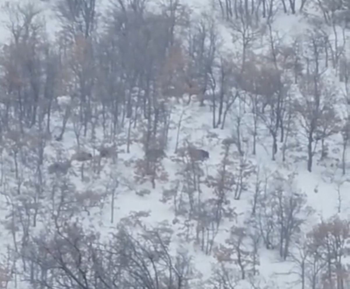 MALATYA'DA KAR YAĞIŞI VE DONDURUCU SOĞUKLAR NEDENİYLE YİYECEK BULMAKTA ZORLANAN DOMUZ SÜRÜLERİ VE...