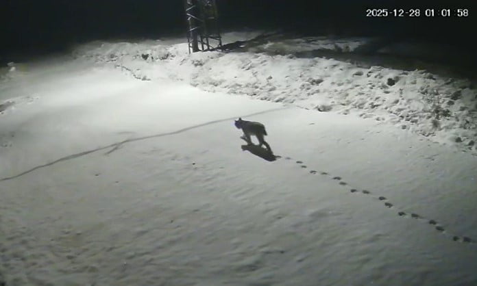 MALATYA'NIN HEKİMHAN İLÇESİNDE NESLİ TÜKENME TEHLİKESİ ALTINDA OLAN VE "ORMANLARIN HAYALETİ"...