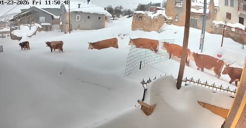 MALATYA’DA BÜYÜKBAŞ HAYVANLARIN KAR MÜCADELESİ KAMERADA