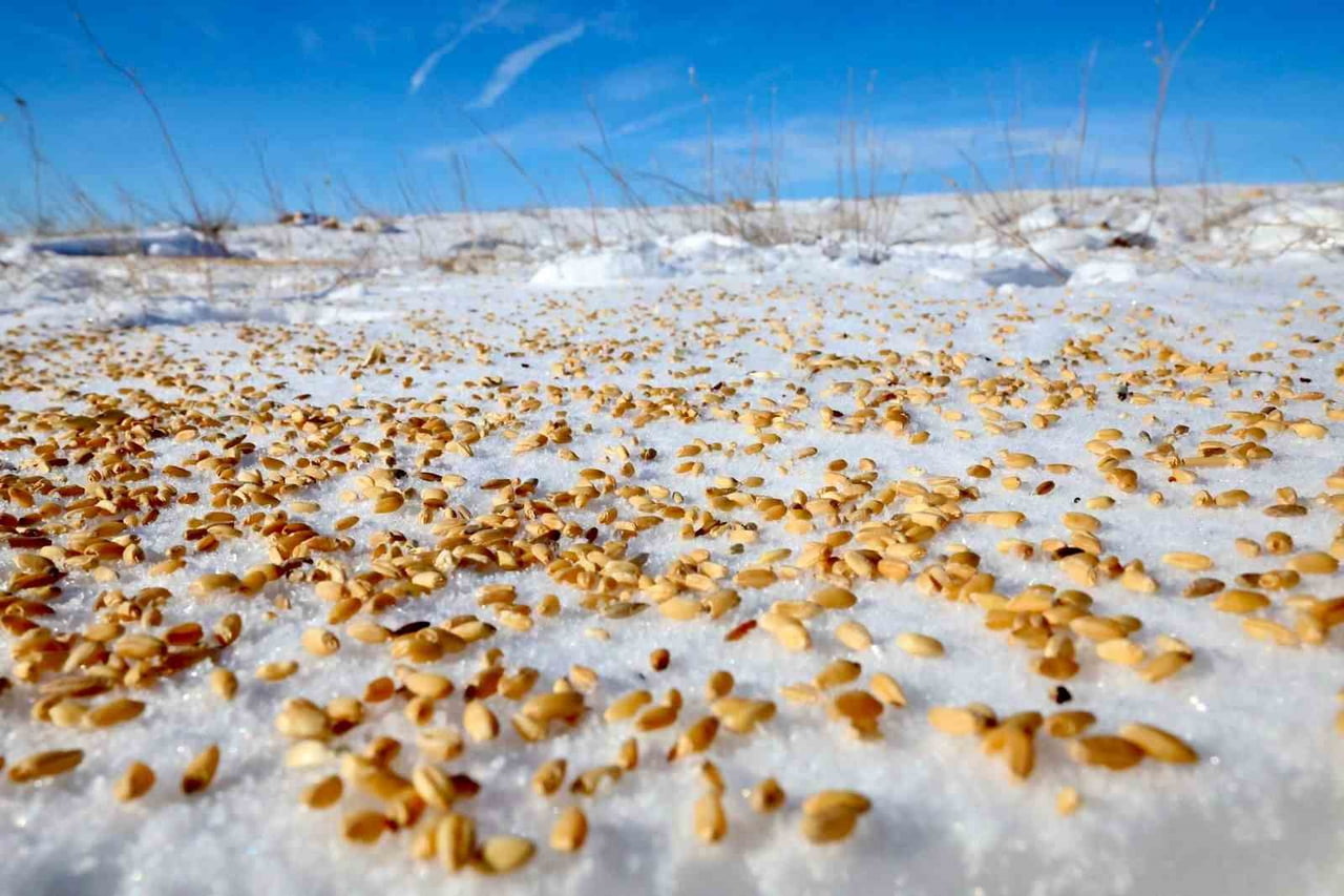 MALATYA’NIN DARENDE İLÇESİNDE ETKİLİ OLAN KAR YAĞIŞI SONRASI YABAN HAYVANLARININ BESLENMESİ İÇİN...