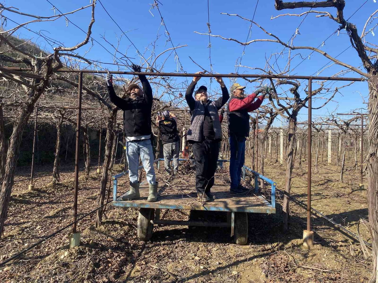 MANİSA'NIN ALAŞEHİR İLÇESİNDE SON GÜNLERDE ÖZELLİKLE YÜKSEK KESİMLERE YAĞAN KAR İLE SAKİN ŞEKİLDE...