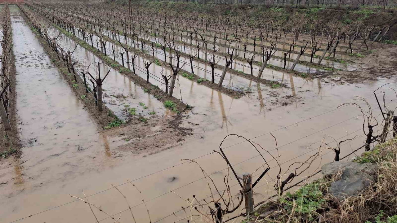 MANİSA’NIN SARIGÖL İLÇESİNDE ARALIKSIZ DEVAM EDEN SAĞANAK YAĞIŞLAR, ÜZÜM BAĞLARININ KIŞLIK SU...