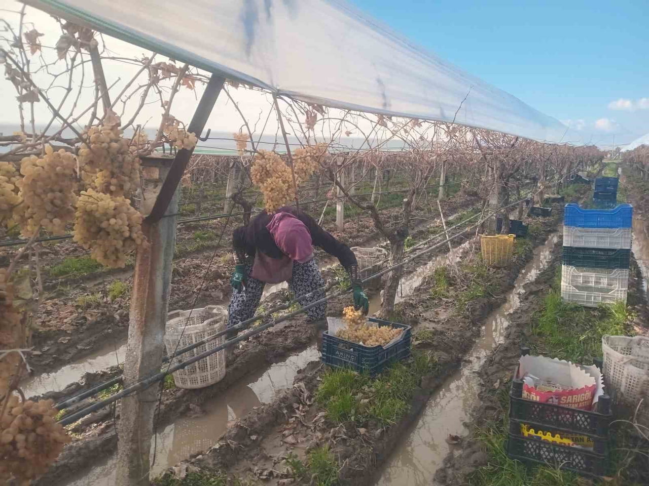 MANİSA’NIN SARIGÖL İLÇESİNE BAĞLI AŞAĞIKOÇAKLAR MAHALLESİ’NDE ÜZÜM ÜRETİCİSİ MUSA TOPDEMİR, HER...