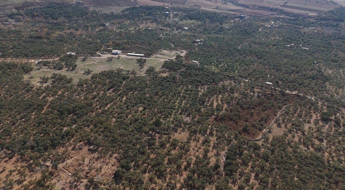 MARDİN BÜYÜKŞEHİR BELEDİYESİ, DERİK KAYMAKAMLIĞI İŞ BİRLİĞİYLE DERİK İLÇESİNDE ZEYTİN AĞAÇLARINI...