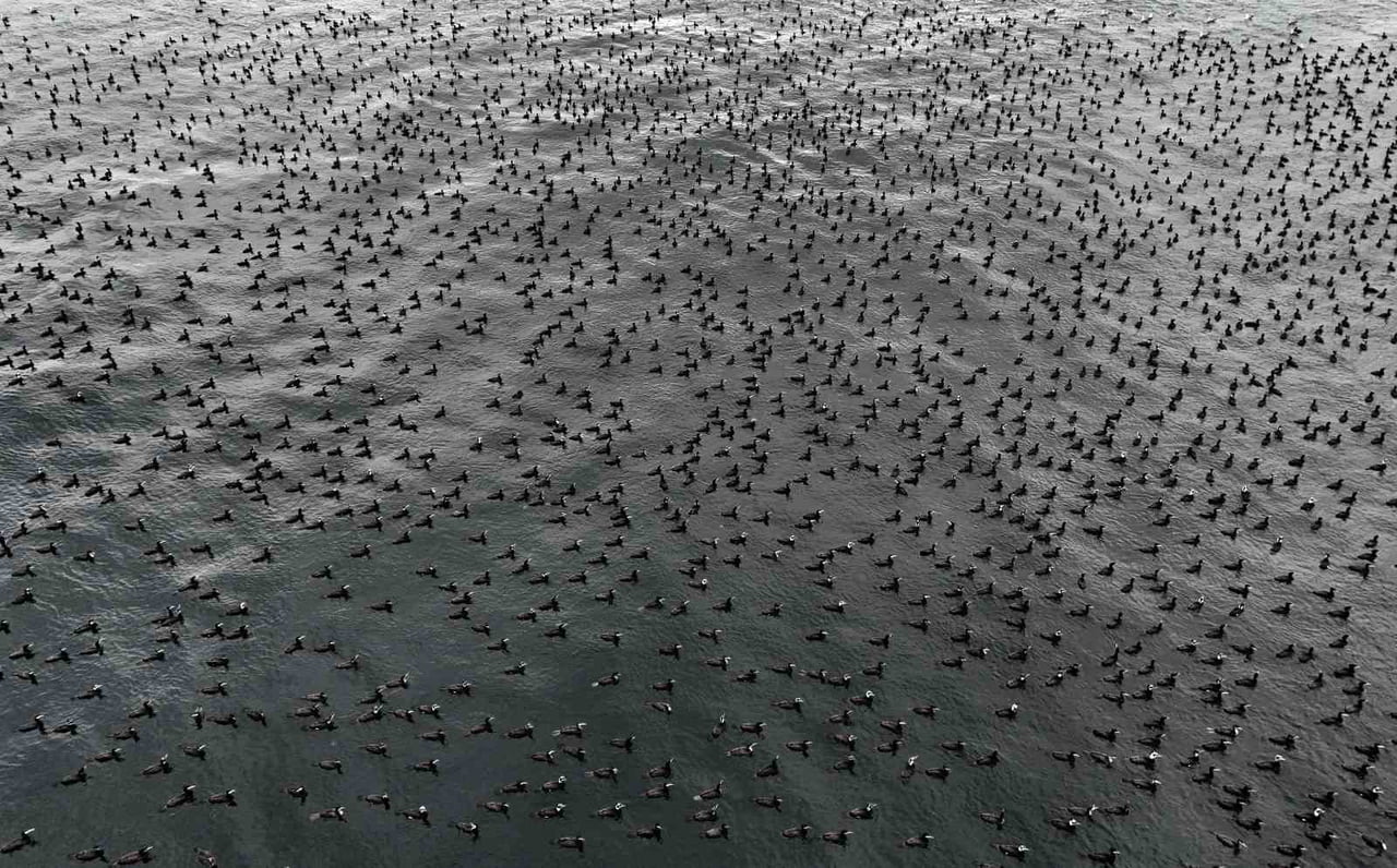 MARMARA DENİZİ VE İSTANBUL BOĞAZI'NDA YAŞAYAN KARABATAKLAR VE RÜZGARLI HAVADA SU ÜZERİNDE SÜRÜLER...