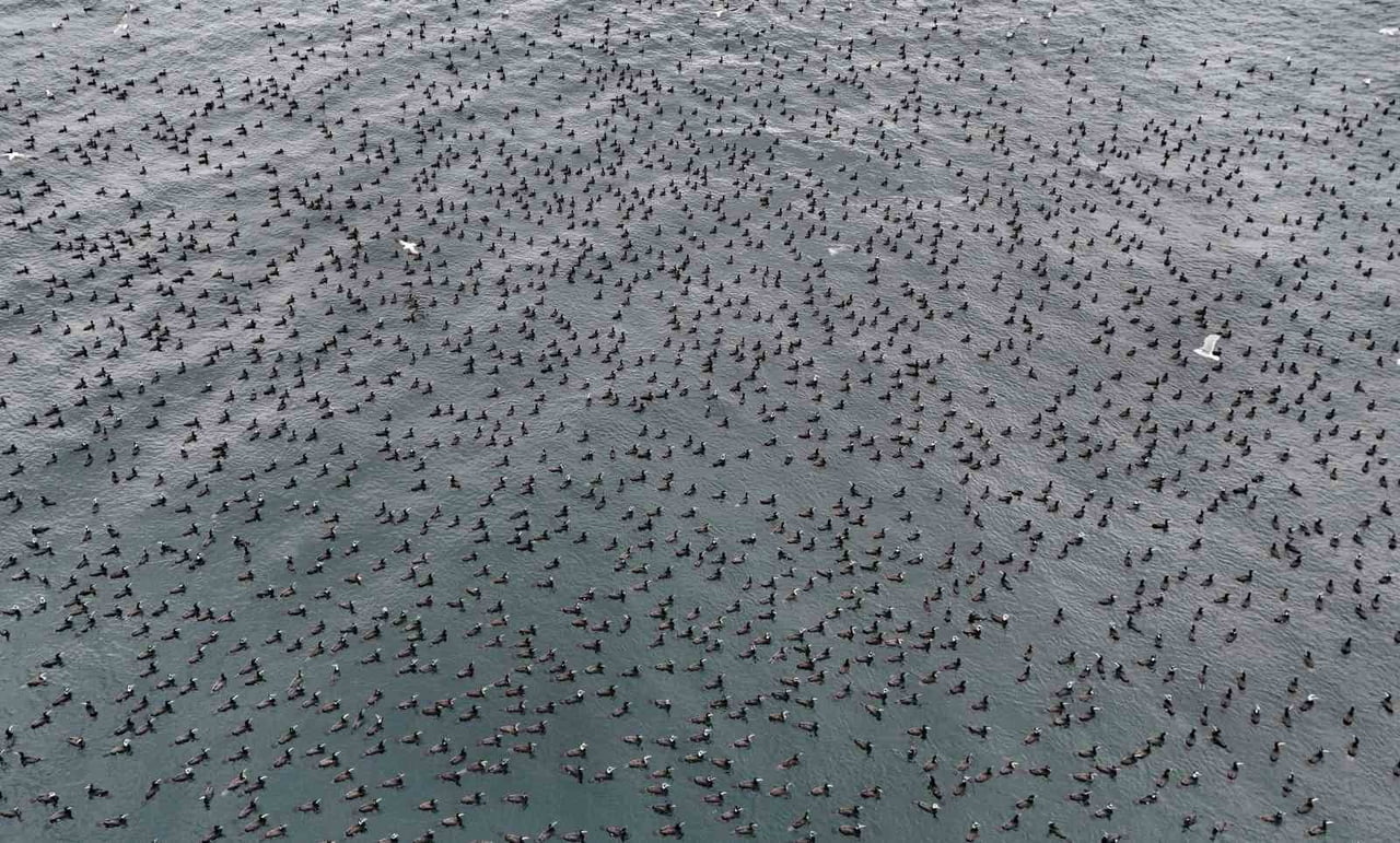 MARMARA DENİZİ VE İSTANBUL BOĞAZI'NDA YAŞAYAN KARABATAKLAR VE RÜZGARLI HAVADA SU ÜZERİNDE SÜRÜLER...