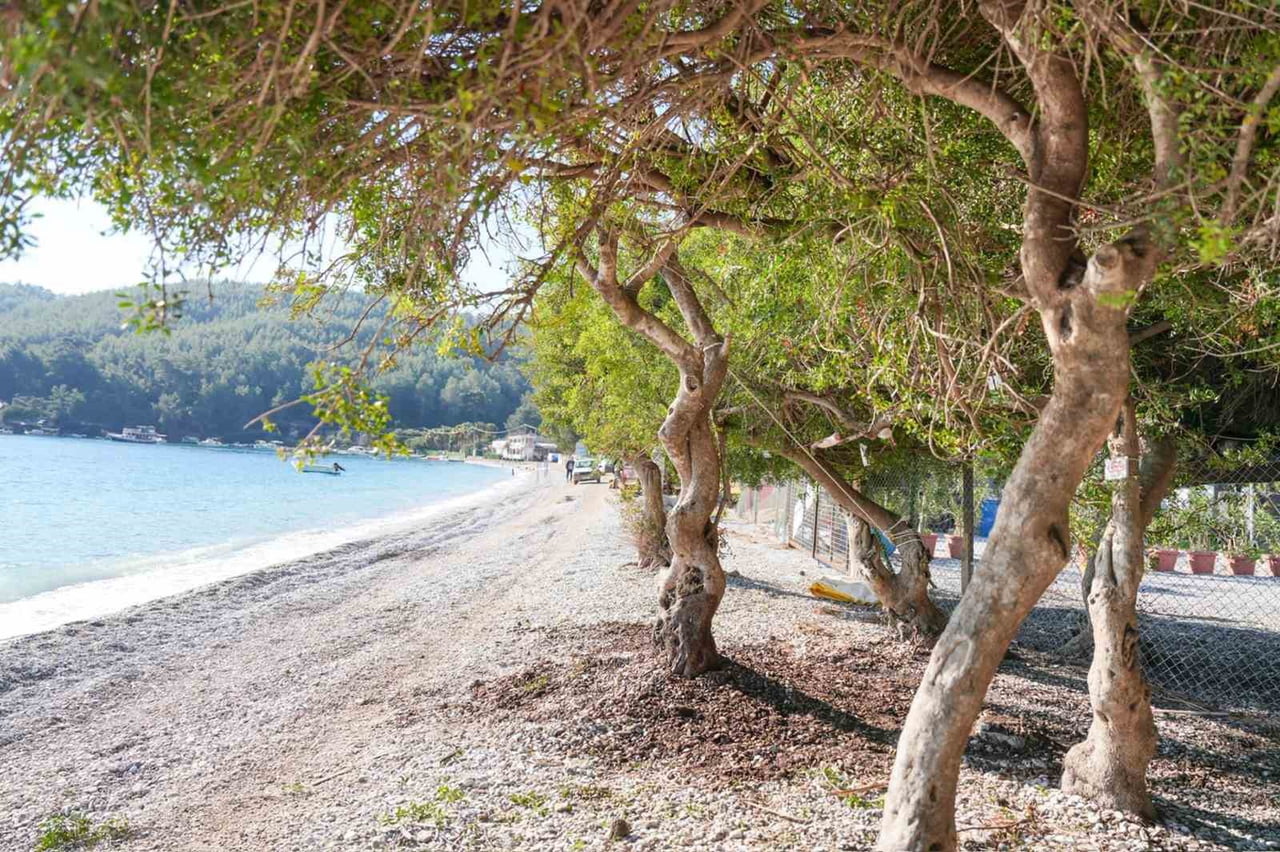 MENTEŞE BELEDİYESİ EKİPLERİ, AKBÜK PLAJI’NDA DEVRİLEN SAKIZ AĞACINI, DOKUSUNA ZARAR VERMEDEN...