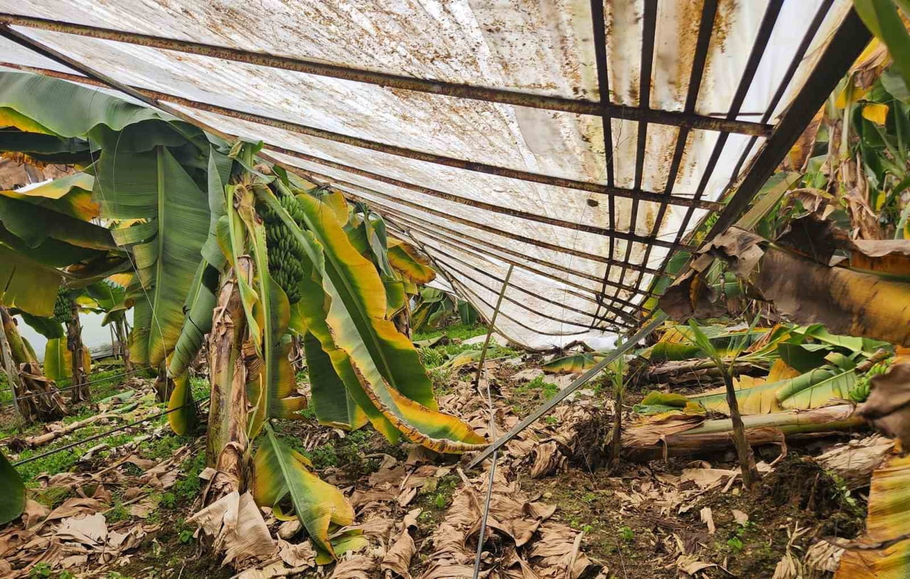 MERSİN'İN ANAMUR İLE AYDINCIK İLÇELERİNDE DOLU TARIM ALANLARINA ZARAR VERDİ, BAZI SERALARI KISMEN...