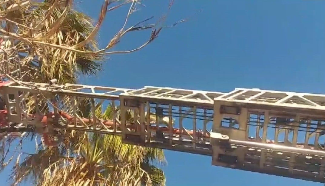 MERSİN’İN SİLİFKE İLÇESİNDE GÜNLERDİR BİR PALMİYE AĞACININ TEPESİNDE MAHSUR KALAN SOKAK KEDİSİ...