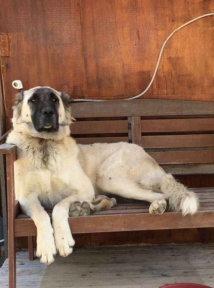 MUĞLA'NIN DATÇA İLÇESİNDE DUYULAN PATLAMA SESİNİN ARDINDAN YARALANAN BİR KÖPEK, YAPILAN TÜM...