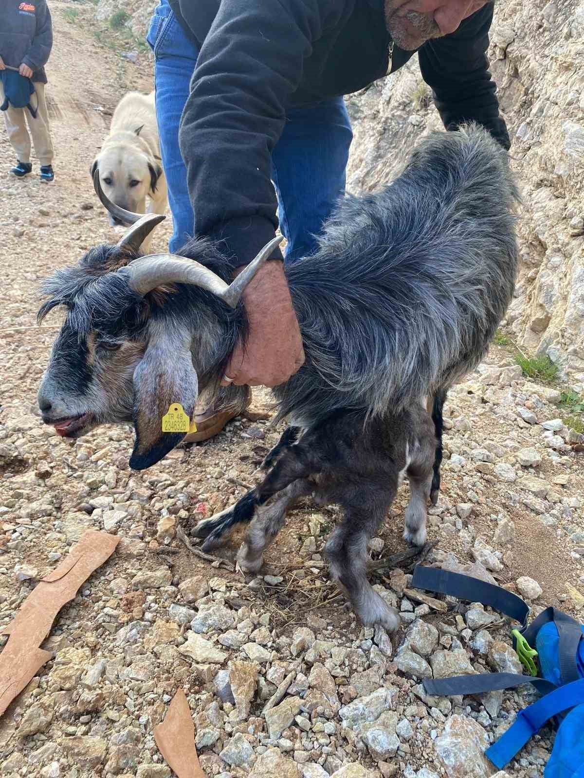 MUĞLA’NIN FETHİYE İLÇESİNDE KAYALIK ALANDA MAHSUR KALAN KEÇİ, MAG EKİPLERİNİN ÇALIŞMASIYLA YARALI...