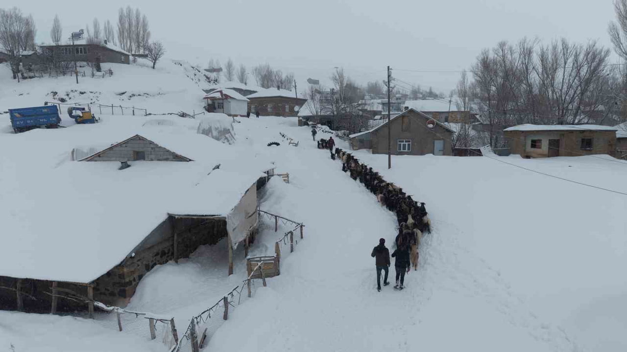 MUŞ’TA ETKİLİ OLAN YOĞUN KAR YAĞIŞI VE TİPİ NEDENİYLE 1 METREYİ AŞAN KARDA MAHSUR KALAN KEÇİ...