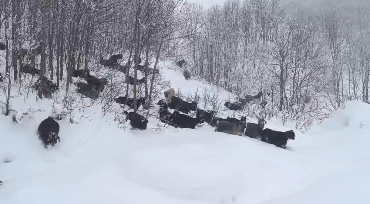 MUŞ’UN KARABEY KÖYÜNE BAĞLI KAMIŞ MEZRASINDA HAYVANLARINI OTLATAN ABUZER GÜNGÖR, YABAN DOMUZUNUN...